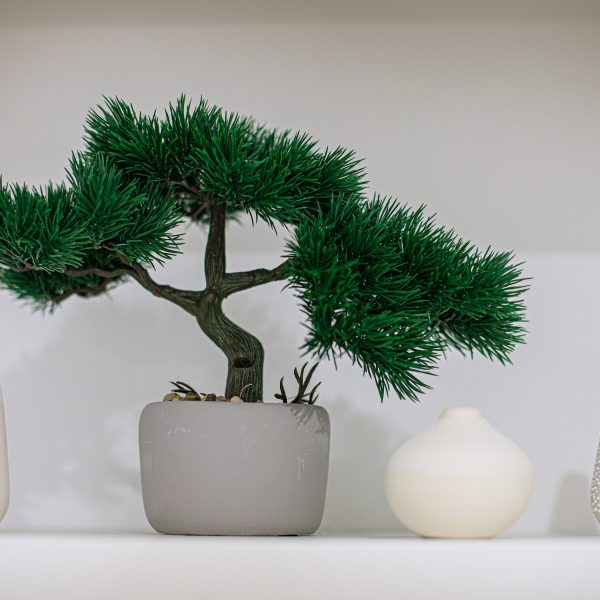 Le jardin de Tantine, —, 