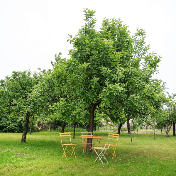 Le jardin de Tantine, —, 