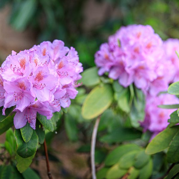 Le jardin de Tantine, —, 