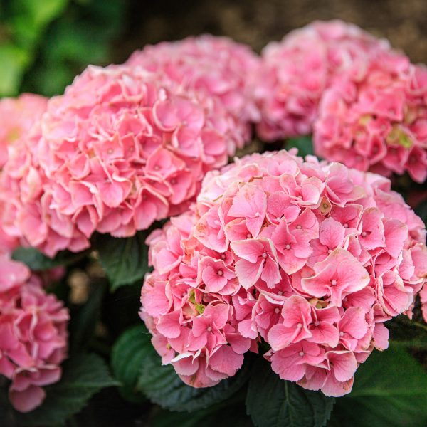 Le jardin de Tantine, —, 
