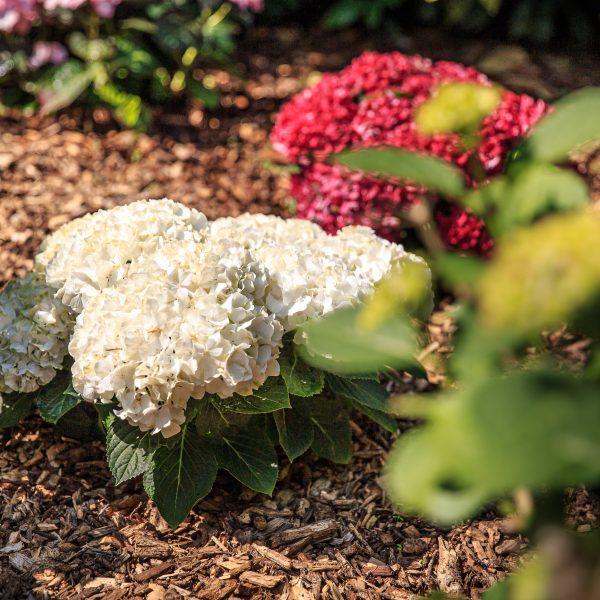 Le jardin de Tantine, —, 